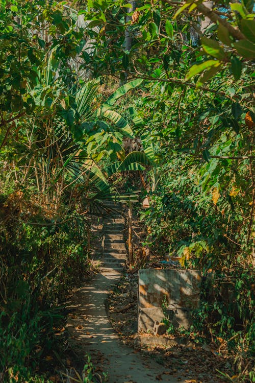 A path through the jungle with trees and plants
