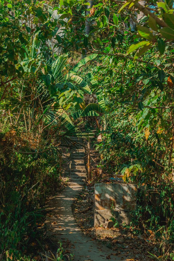 Curving trail through dense tropical-style beds