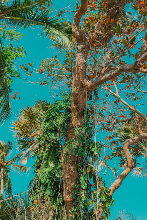 A tree with vines growing on it and a blue sky