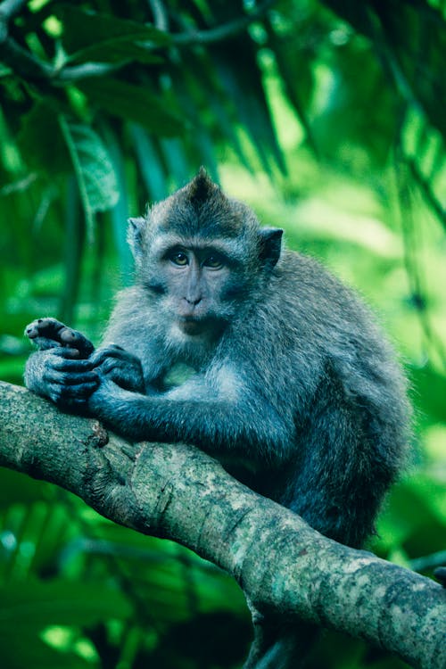 Free Monyet Di Cabang Pohon Stock Photo