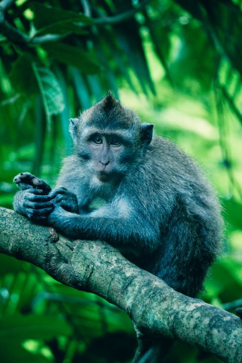 Free A Long-tailed Macaque perched on a branch in Bali's lush jungle habitat. Stock Photo