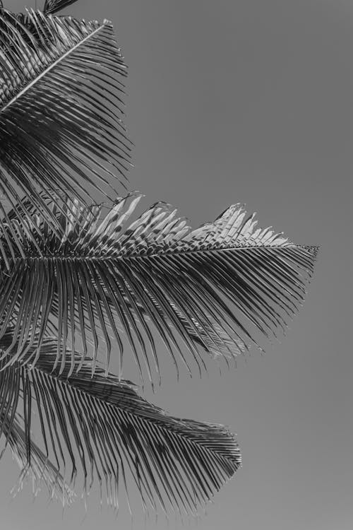 Black and white photograph of palm tree leaves