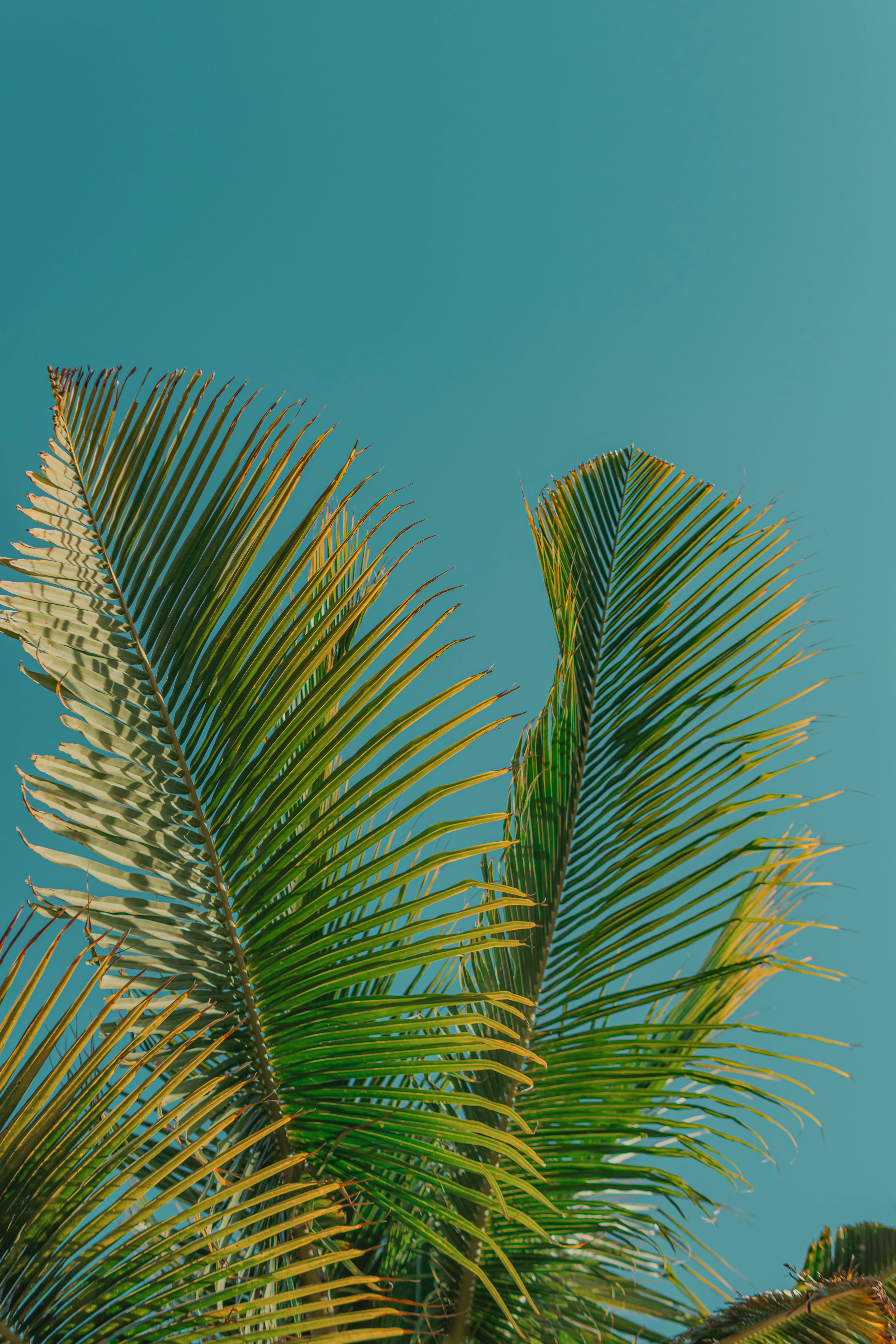 Vibrant palm leaves in the sunlight under a clear blue sky.
