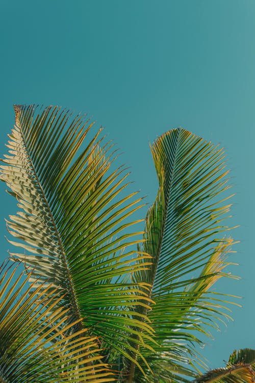 Palm tree leaves against a blue sky