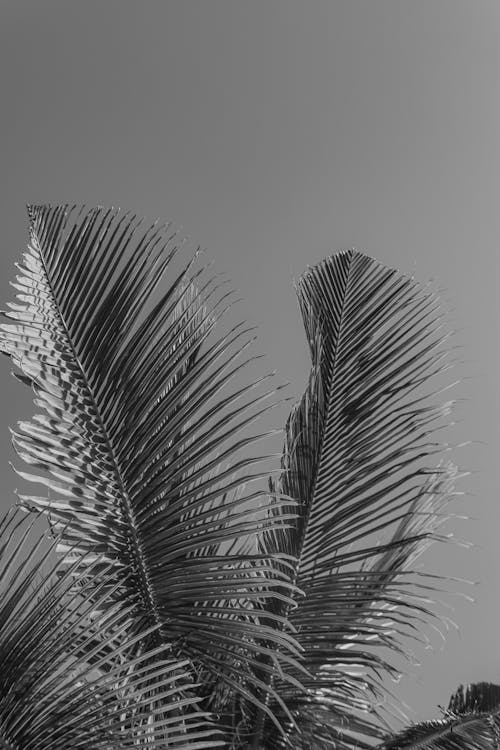 Black and white photograph of palm leaves against a blue sky