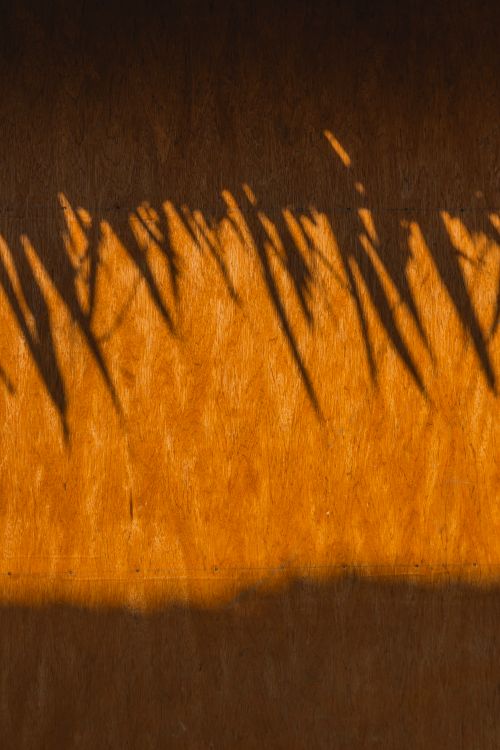 Free Abstract image of plant shadows creating a warm textured pattern on a wooden wall. Stock Photo