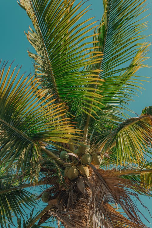 A palm tree with leaves and fruit on it