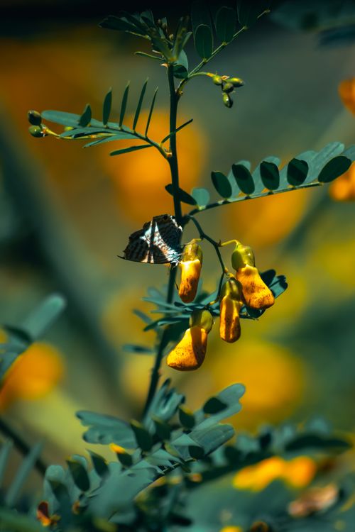 Free Detailed shot of a butterfly on a plant with yellow flowers, showcasing natural beauty. Stock Photo