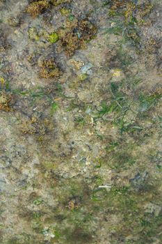 Close-up view of seagrass and algae growing underwater, showcasing natural marine life.