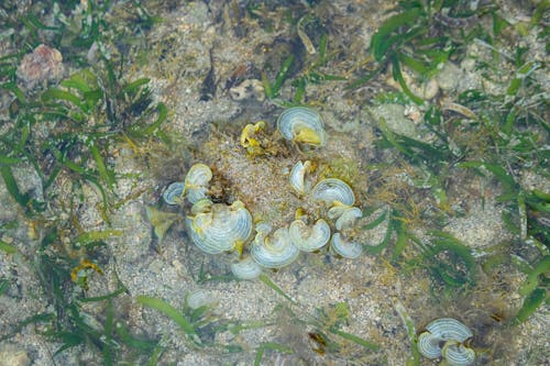 Foto profissional grátis de algas, aumento, embaixo da água
