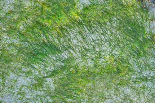 Foto profissional grátis de água, algas marinhas, aumento