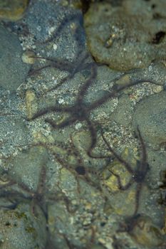A clear view of several brittle stars on the ocean floor, showcasing marine biodiversity.