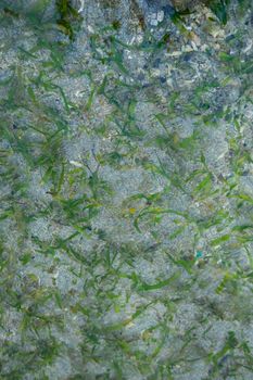 green seaweed codium underwater