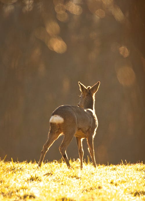 A deer standing in the grass with the sun shining