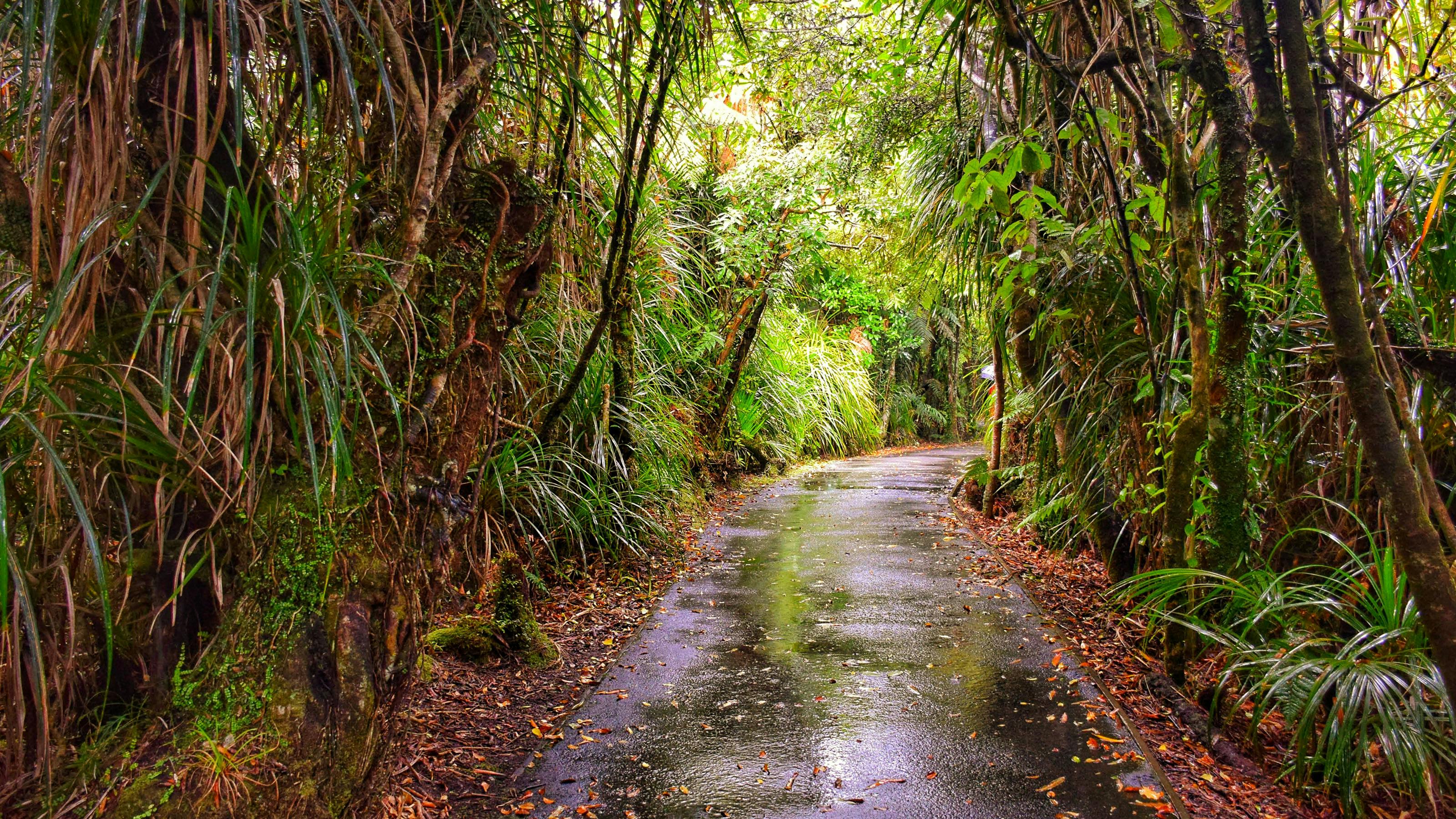 Free stock photo of forest, green