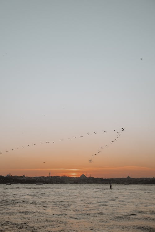 Foto stok gratis burung-burung, formasi, Istanbul