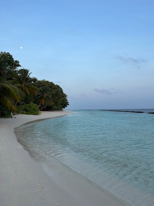 A beach with a white sand and palm trees
