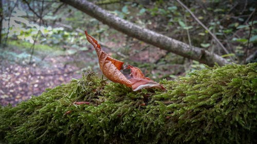 가을 낙엽, 가을 숲의 무료 스톡 사진