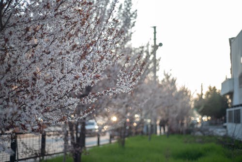 거리, 꽃, 나무의 무료 스톡 사진
