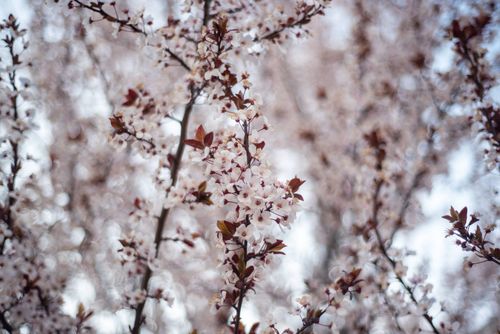 Free Beautiful cherry blossoms in full bloom, captured in spring with blurred background. Stock Photo