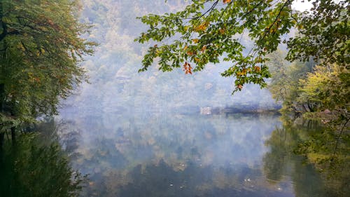 Imagine de stoc gratuită din arbori, cămin, ceață