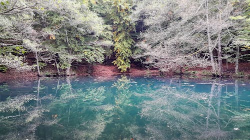 Imagine de stoc gratuită din arbori, culori de toamnă, lac