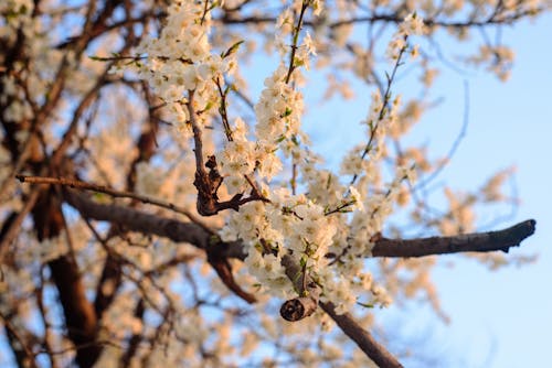 Foto profissional grátis de árvores, flores, flores da primavera