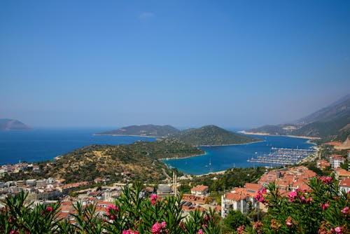 Foto profissional grátis de céu azul, férias, flores