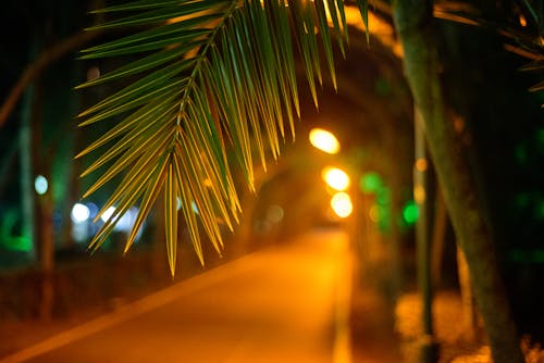 걷고 있는, 공원, 밤에의 무료 스톡 사진