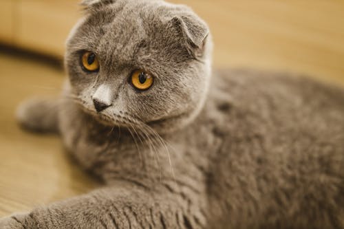 Fotobanka s bezplatnými fotkami na tému domáce zviera, mačka, scottish fold