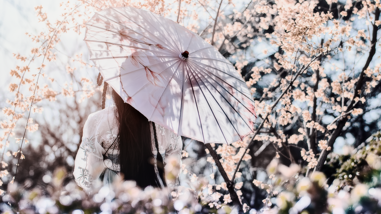 woman with parasol amidst blooming cherry blossoms in beijing