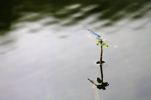 Foto stok gratis air, batang, bayangan hitam