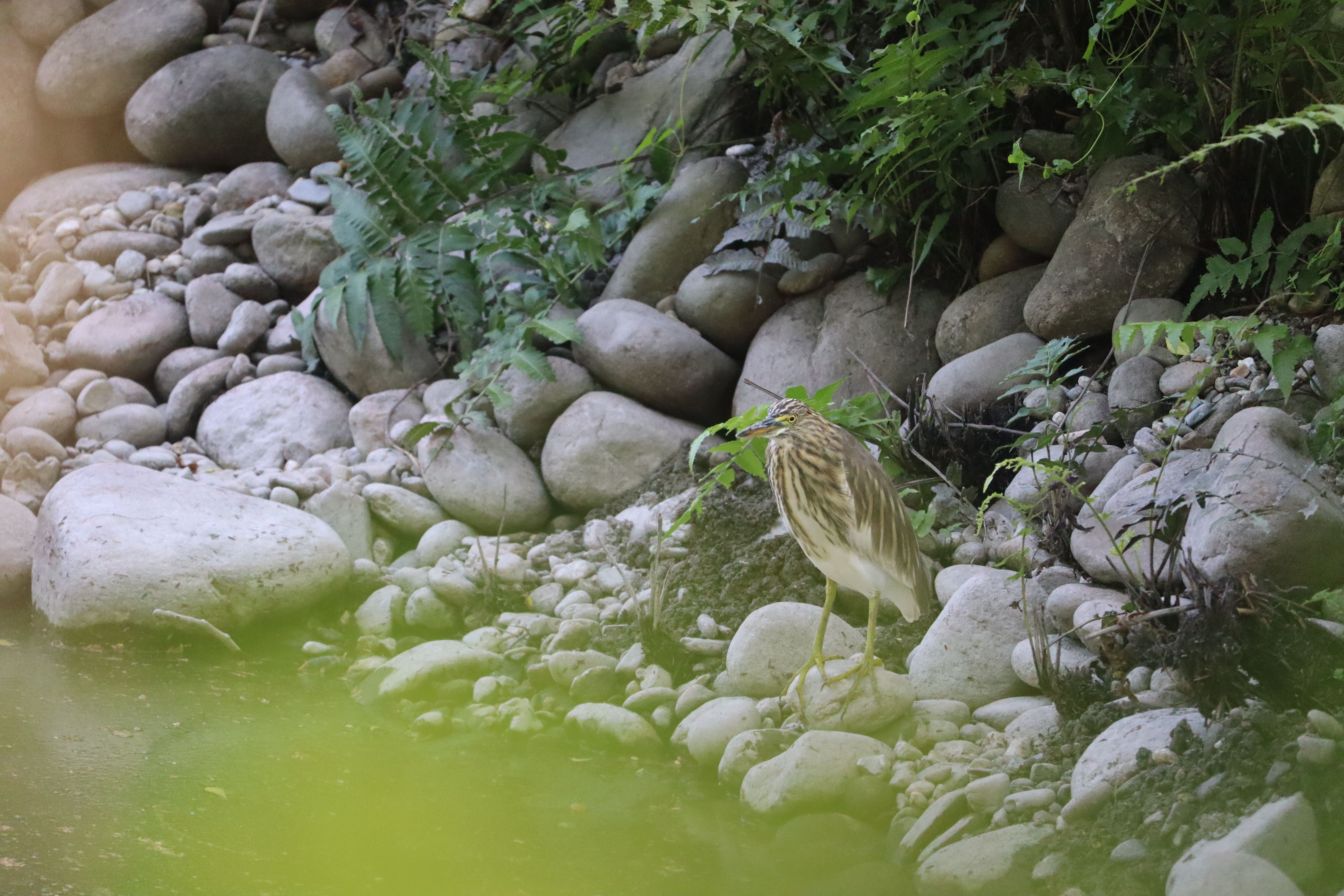 Indian Pond Heron among Rocks on Riverbank · Free Stock Photo
