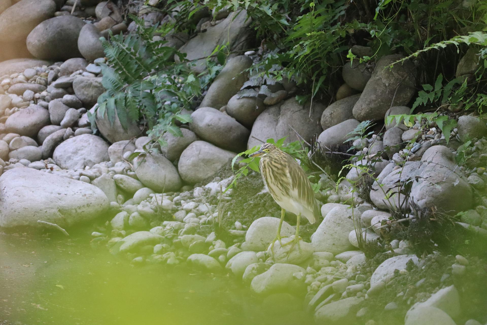 Indian pond heron standing on a rocky stream bed in Jalpaiguri, India.