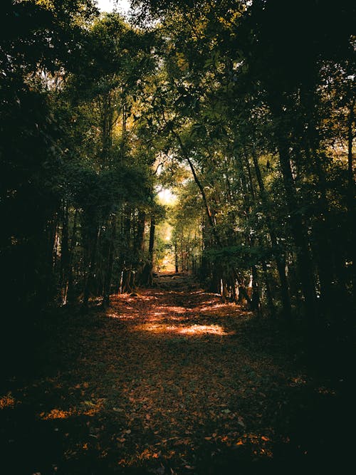 光, 垂直拍攝, 森林 的 免費圖庫相片