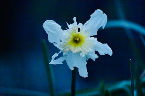 Foto stok gratis bunga daffodil, musim semi, narcis