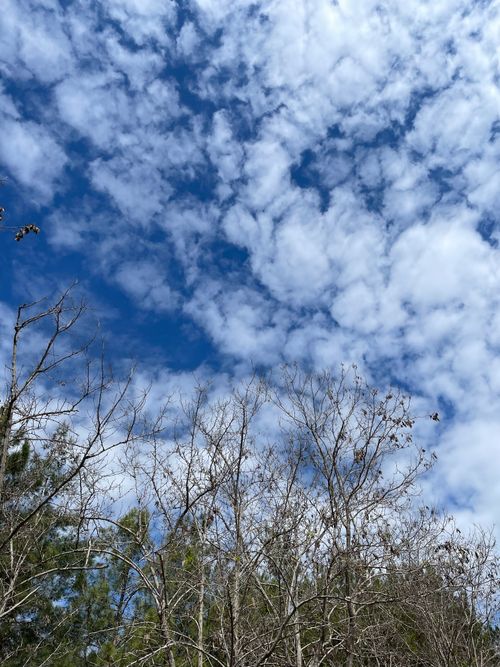 Free stock photo of clouds, nature, trees Stock Photo