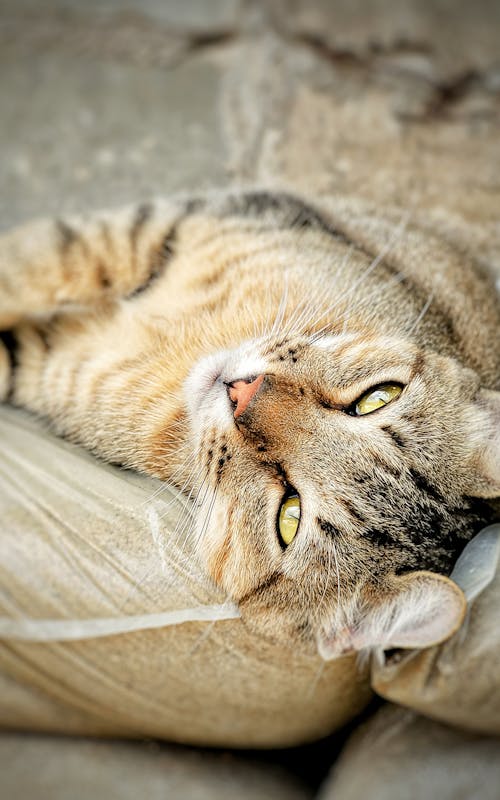 A cat laying on top of a couch