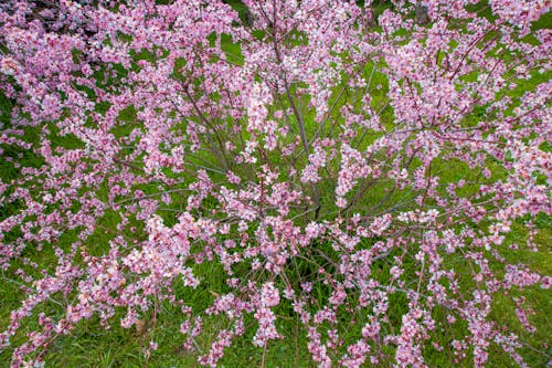 Imagine de stoc gratuită din arc, crengi de copac, flori roz