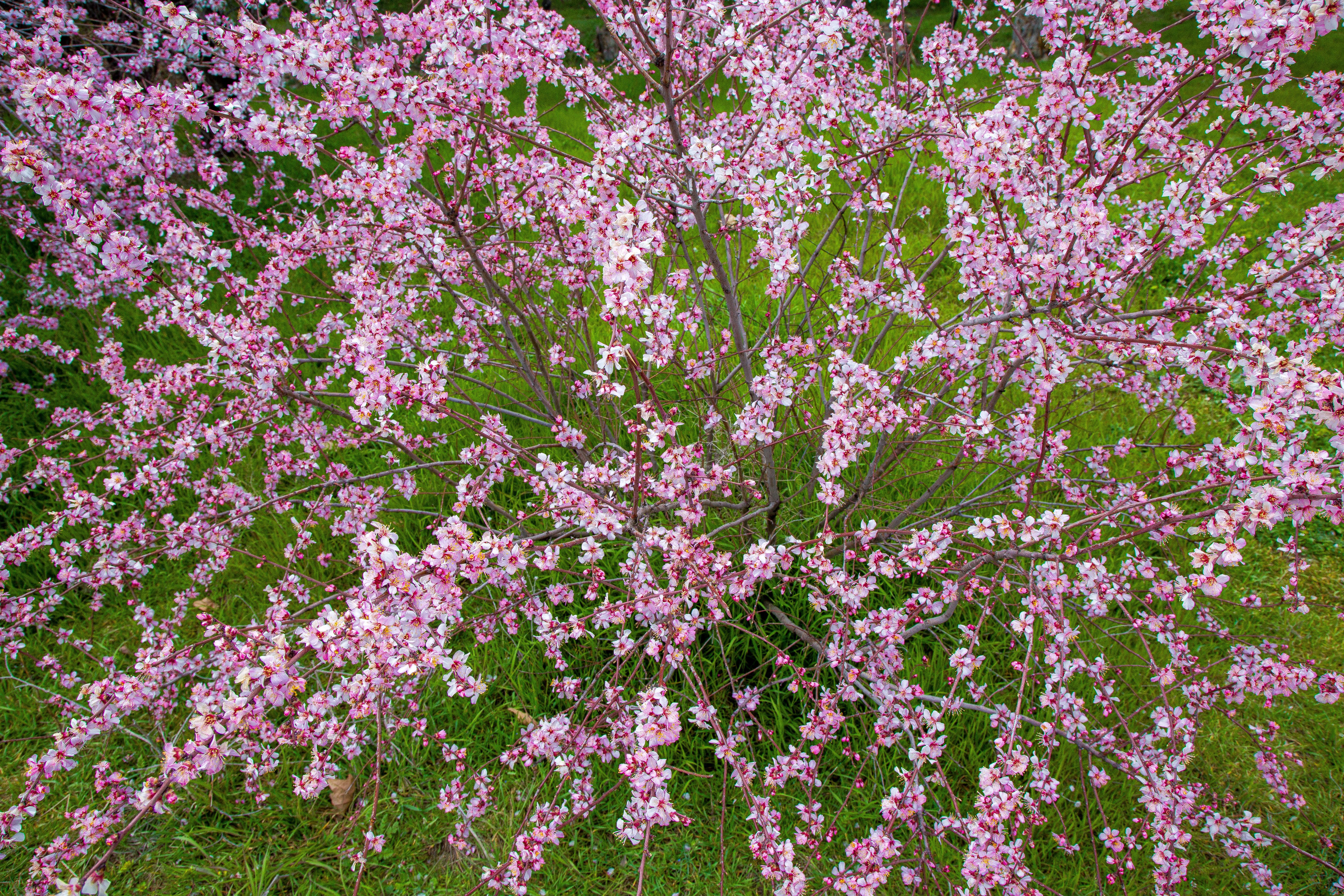 A pink flowering tree in the middle of a green lawn · Free Stock Photo