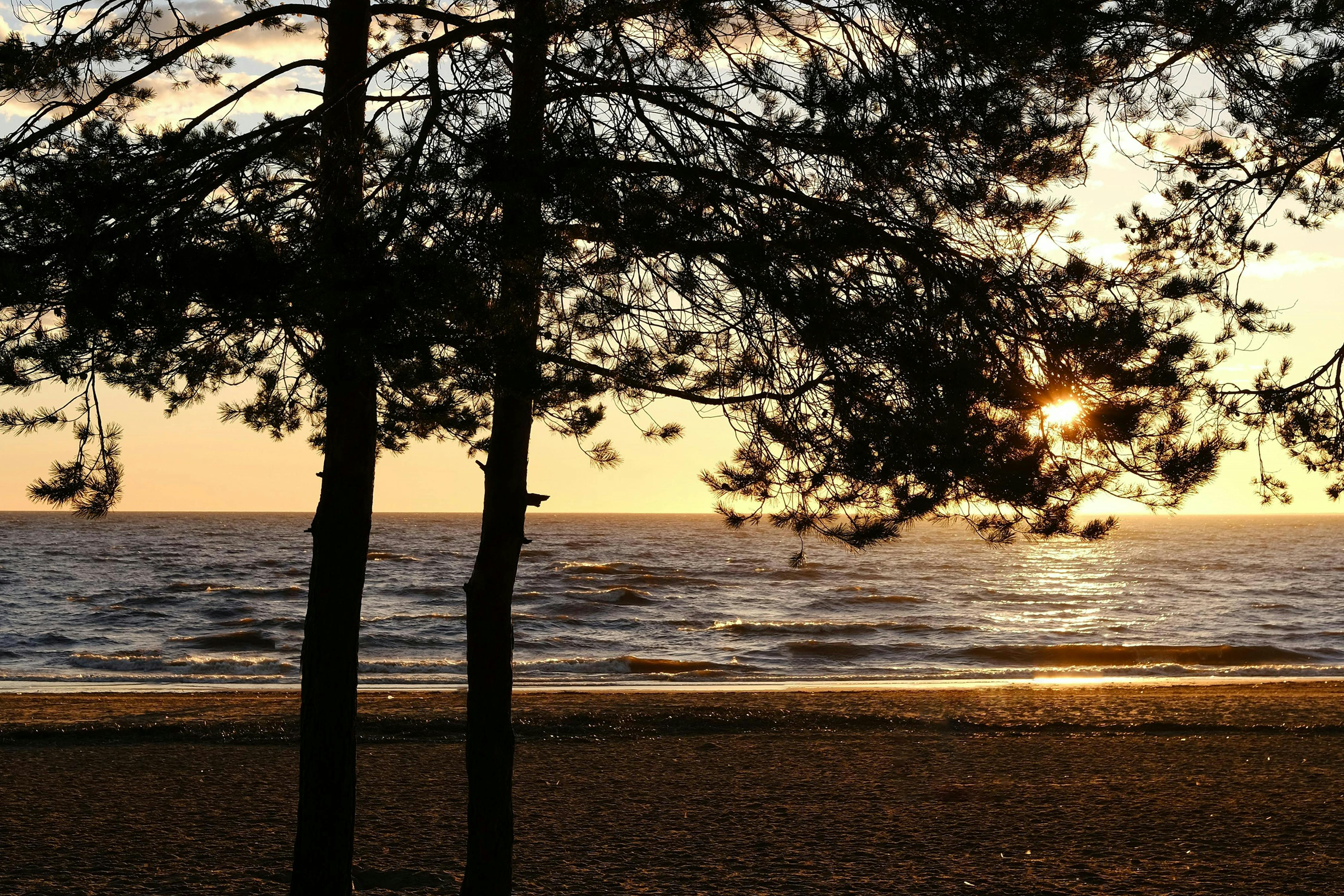 A beautiful sunset over a calm sea with tree silhouettes framing the serene scene.