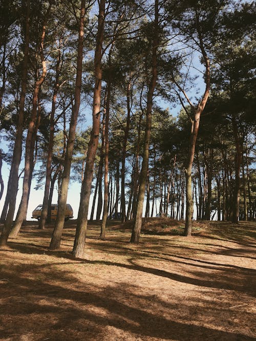 Fotobanka s bezplatnými fotkami na tému exteriéry, ihličnany, kmene stromov