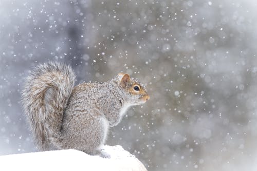 A squirrel is sitting on top of a rock in the snow