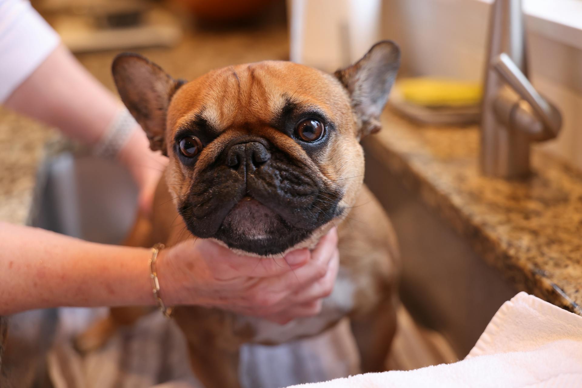 Close-up of a French Bulldog Being Washed in a Kitchen Sink