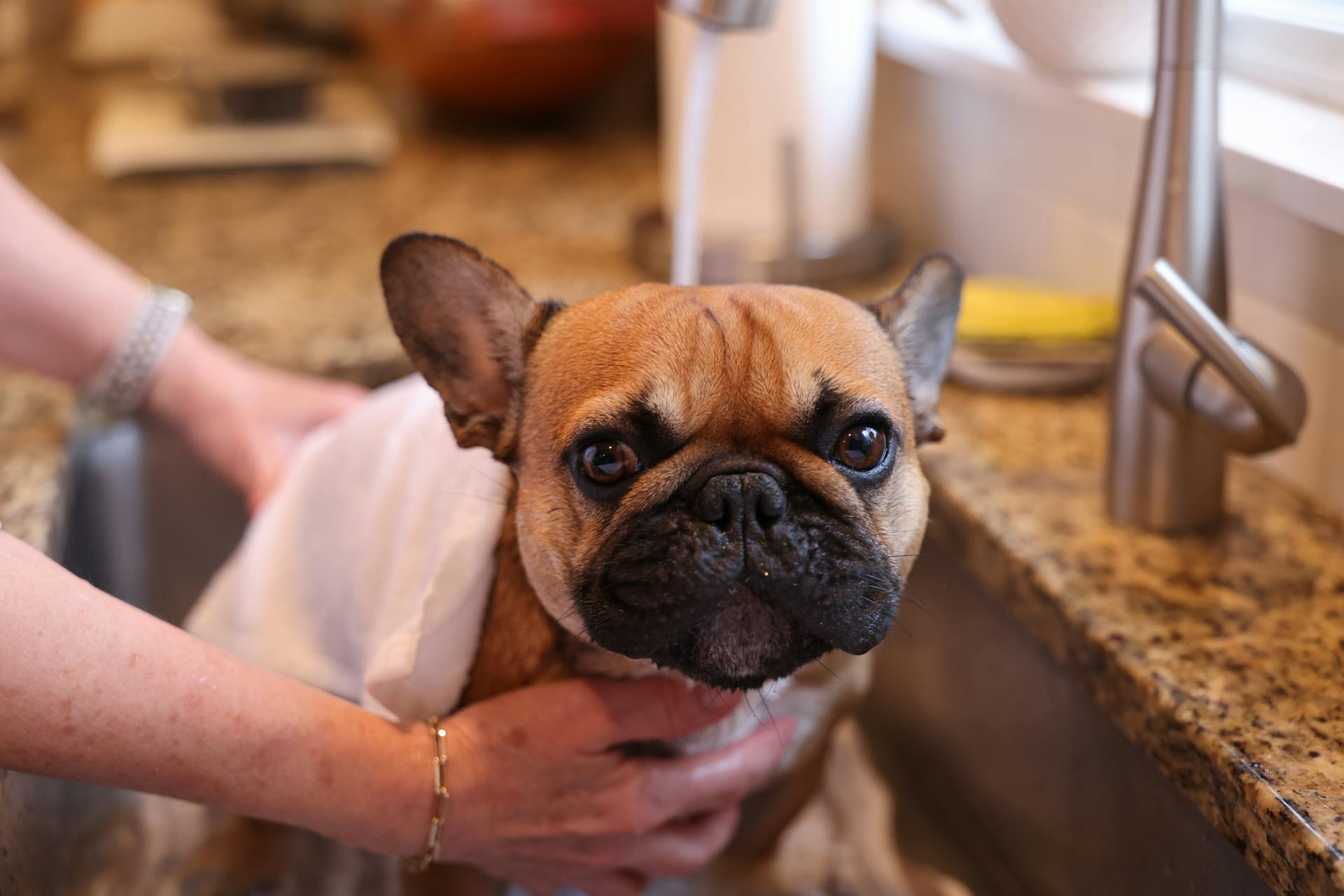 Woman Hand Holding and Washing French Bulldog