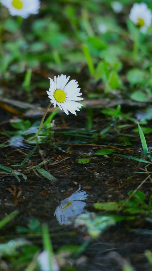 Free Close-up of a daisy reflecting in a gentle dew-covered field in Cartaxo, Portugal. Stock Photo