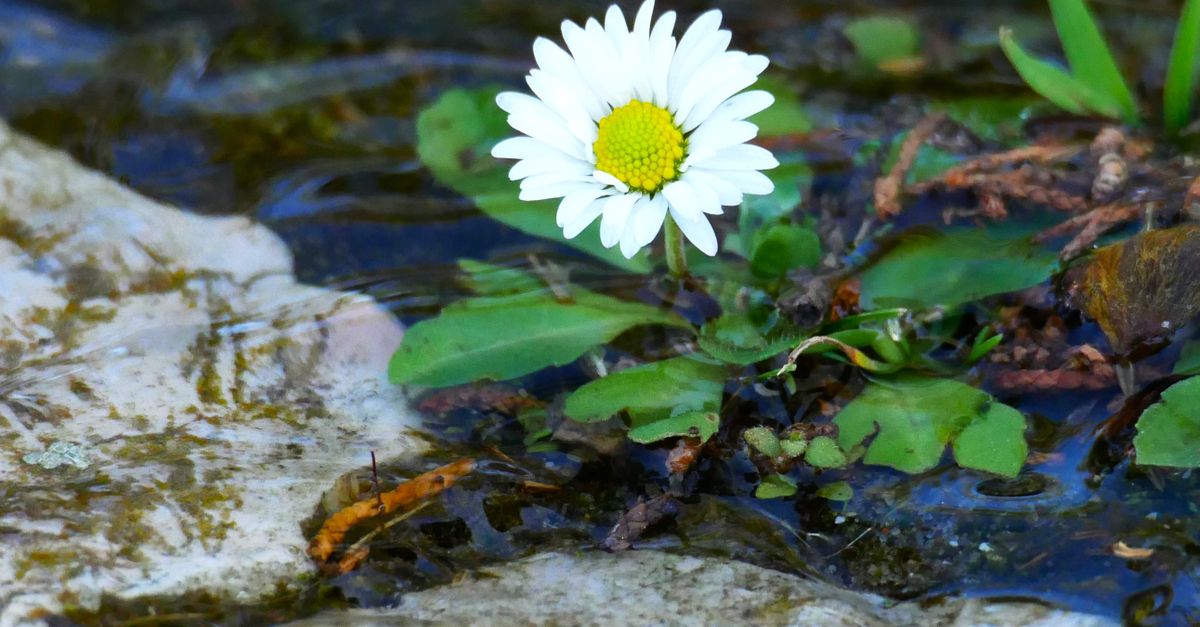 Daisy Sprouting Close-up of a Daisy Growing in a Shallow Body of Water · Free Stock Photo