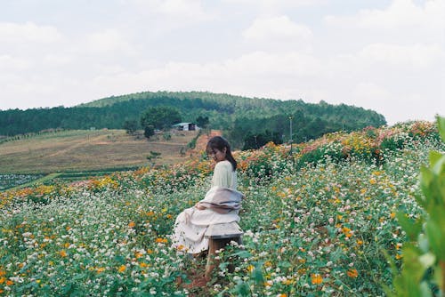 Free stock photo of classic photo, daisies, film photo
