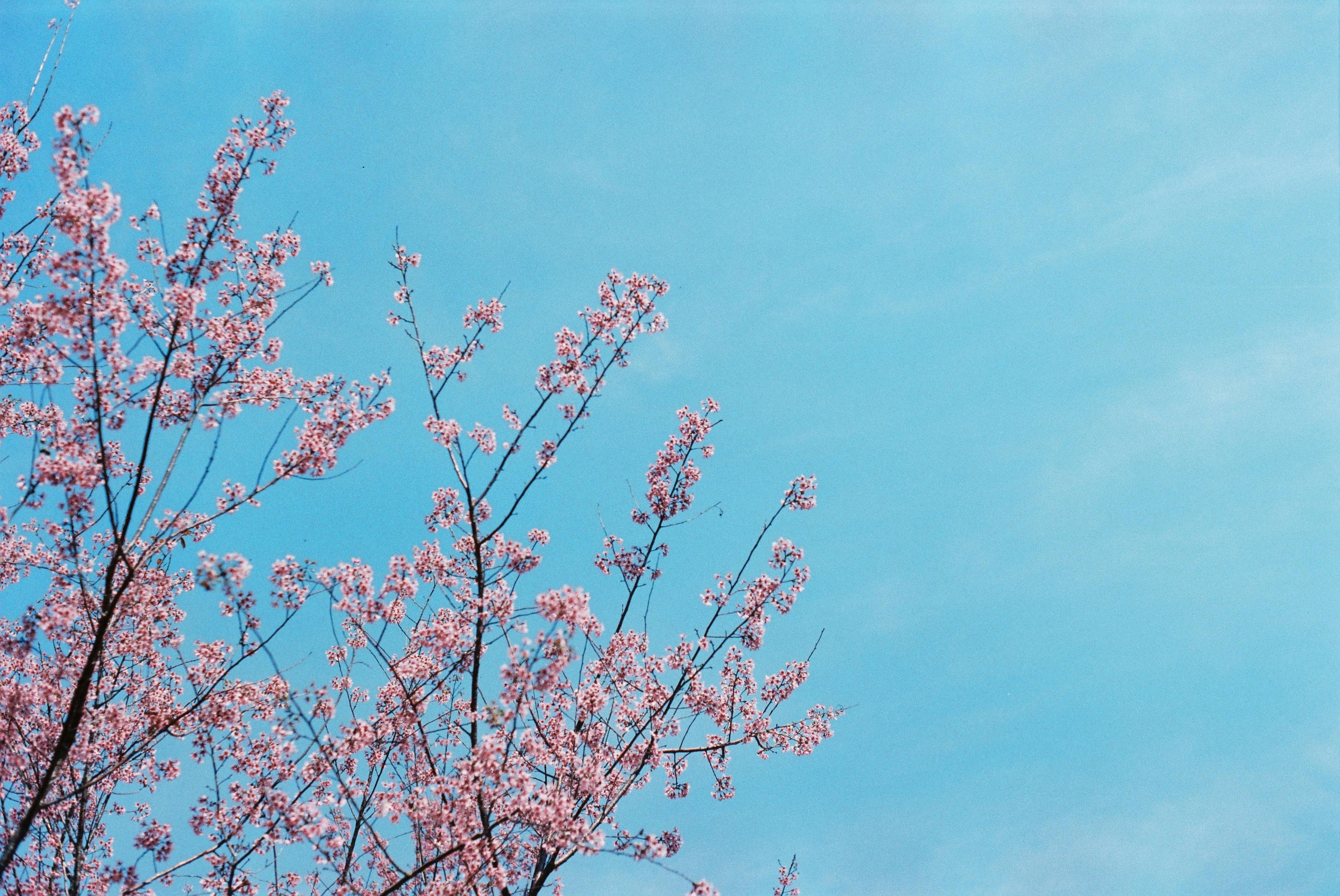 Beautiful cherry blossoms in full bloom against a bright blue sky during springtime.