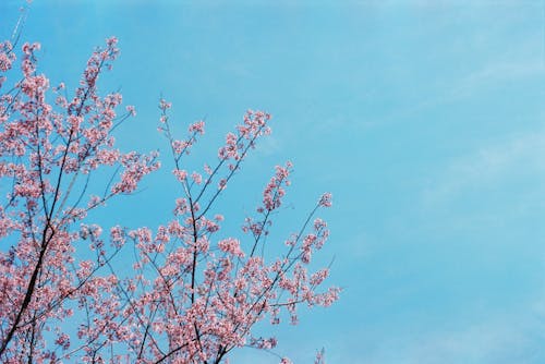 A pink tree with pink flowers against a blue sky